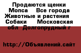 Продаются щенки Мопса. - Все города Животные и растения » Собаки   . Московская обл.,Долгопрудный г.